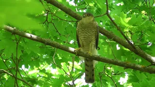 Ястреб-перепелятник. Голос ястреба-перепелятника ( Accipiter nisus )