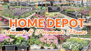 HOME DEPOT PLANT SHOPPING ANNUALS PERENNIALS PLANT SHOP WITH ME