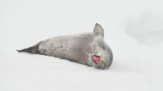 Weddell Seal