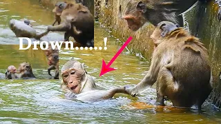 Monkeys enjoy swimming in old pool