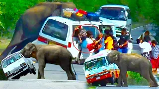 World Top 05 Unbelievable Wild Elephant Attack.