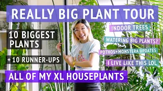 REALLY BIG PLANT TOUR: All of my most massive houseplants!