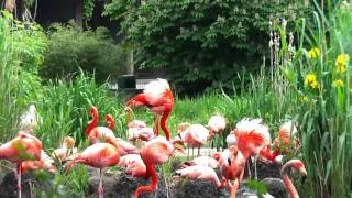 Flamingos - On The Zoo (HD HIGH QUALITY)