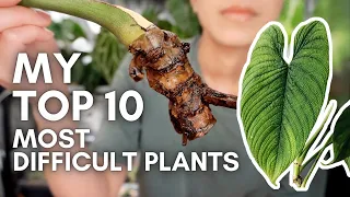 My top 10 most difficult houseplants 🥵 and what I've learned about their care!