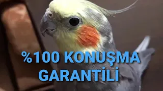 %100 KONUŞMA GARANTİLİ VİDEO SULTAN PAPAĞANI KONUŞMASI SESİ ÖTÜŞÜ EĞİTİMİ COCKATİEL