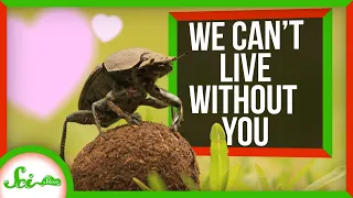 We Can't Live Without You | Synanthropic Animals