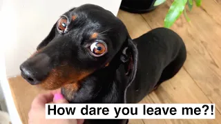 Family Diary| The most enthusiastic Dachshunds when you come home.