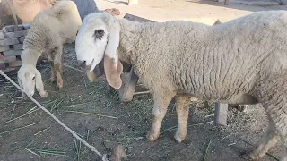 SHEEP & GOATS can be SUPER FUNNY, SEE FOR YOURSELF! - Funny ANIMAL compilation#1000subscriber