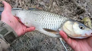 ВЕСНЯНИЙ ФІДЕР / РІЧКА ПСЕЛ / ОХОТА НА РИБАЛКУ / ГОЛОВЕНЬ