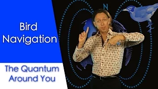 Bird navigation: The Quantum Around You. Ep1