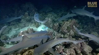 Whitetip Reef Sharks hunting at night at Cocos Island