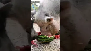 Just a couple of pig enjoying a melon 🐷 #animals
