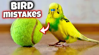 17 Care Mistakes EVERY Bird Owners Make