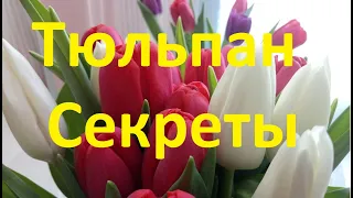 2 Секрета, чтобы тюльпана дольше стояли в воде