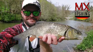 Dicke Döbel im Frühling/ Mit Tipps und Tricks/ kein Trout Area