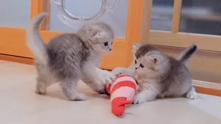 The kittens who get into fights over toys are so cute.