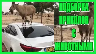 Приколы с Животными #8😸 Ну, не Козел ли он, а?😸 Подборка 2020 | Jokes with Animals 🐱