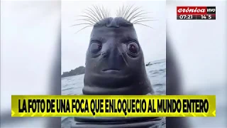 La foto de una foca creó curiosa ilusión óptica y se hizo viral