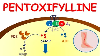 Pentoxifylline  - Mechanism, precautions, side effects & uses