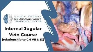 Internal Jugular Vein Course (relationship to CN VII & IX)