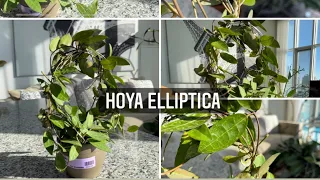 Hoya Elliptica - Wax Plant Wednesday