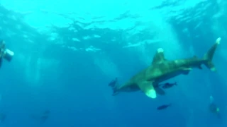 A very close encounter with oceanic whitetip in the red sea