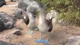 [Destino] Galápagos con National Geographic