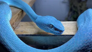 BLUE VIPERS' 2 : ELECTRIC BOOGALOO