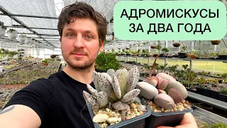 АДРОМИСКУСЫ ИЗ ЛИСТА ЗА ДВА ГОДА. ADROMISCHUS RARE SUCCULENTS 2 YEARS OLD