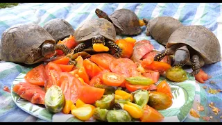 Cute Turtles LOVE Tomatoes!!!!