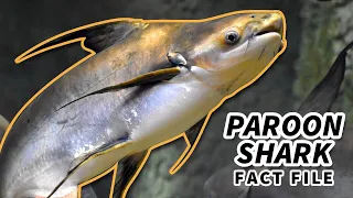 Paroon Shark Facts: the GIANT Pangasius Catfish | Animal Fact Files