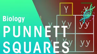 Punnett Squares | Genetics | Biology | FuseSchool