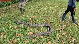It's scary - giant anaconda rushes down to attack the calves.