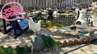 DIY Backyard Pond Update (Aquascape 3500 gallon pond) 1 year later!