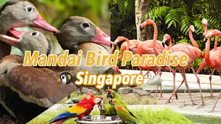 Bird Paradise - Asia's Biggest Bird Park in Singapore | Day Out at Mandai Bird Paradise | Vlog