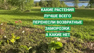 Какие растения пострадали после заморозков