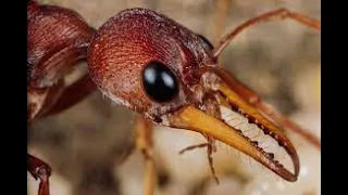 Casual Geographic | The Traumatizing Reality Of Being An Ant REACTION