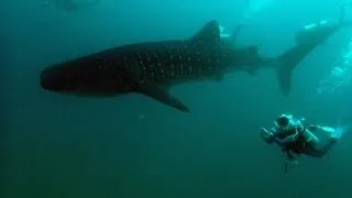 Maldives Amazing Underwater World 2013 HD