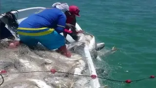 Amazing Gill Net Fishing Line Videos - Amazing  Catch Hundreds Tons of Fish on The Sea