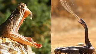 It can Kill you in Minutes-Top 10 Most Venomous Snakes in the World