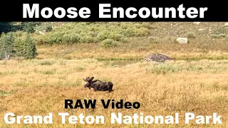 Moose Encounter: Grand Teton National Park - RAW VIDEO