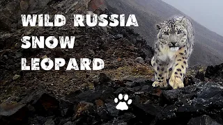  Expedition in the footsteps of the snow leopard (Gorny Altai 2020) Russia. Siberia 