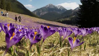 Dolina Chochołowska - KROKUSY - Time Lapse