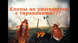 Дезинсекция. Клопы не уживаются с тараканами?