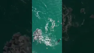 killer whales prey on manta rays 😱😨#shorts #viralvideo