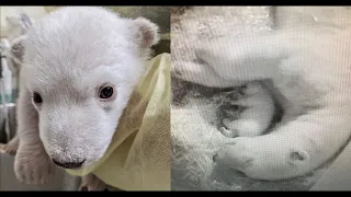 Detroit Zoo | Polar Bear Cub Welfare Study (Animal Welfare Tales)