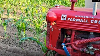 TOO TALL!?  Farmall Cub laying Danny Corn by