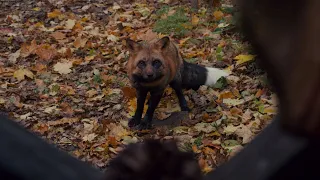 Anne meets the fox Scene (Anne with an E)