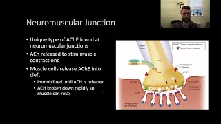 PSY305 CH7PT1: Acetylcholine Synthesis and Release