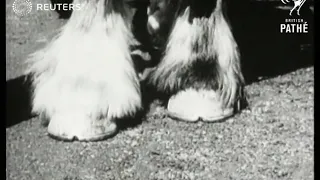 Cart-horse parade in London has royal audience (1925)